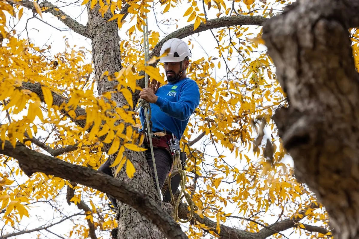 Skilled Tree Transplanting crew working in Capron